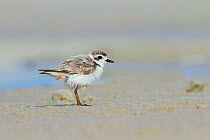 Heavily oiled adult Snowy Plover (Charadrius nivosus). This bird was oiled by the BP Deepwater Horizon oil leak. Bon Secour National Wildlife Refuge. Baldwin County, Alabama, USA. June.