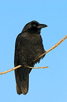 American Crow (Corvus brachyrhynchos) perched on a branch, with blue sky behind, Tompkins County, New York, USA, December.