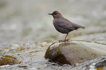 American Dipper (Cinclus mexicanus) standing on exposed stone, in fast flowing stream. King County, Washington, USA, April.