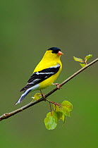 American Goldfinch (Carduelis tristis) male in breeding plumage, perched on branch, Tompkins County, New York, USA. May.