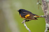 American Redstart (Setophaga ruticilla) male in breeding plumage, perched on a branch. St. Lawrence County, New York, USA, May