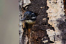 American Three-toed Woodpecker (Picoides dorsalis) female, with head emerging from nest cavity in tree trunk. Alberta, Canada. May.