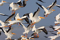 Flock of American White Pelicans (Pelecanus erythrorhynchos) taking flight. Texas, USA, March.