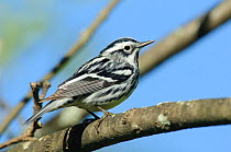 Black-and-white Warbler (Mniotilta varia) male perched on branch, in breeding plumage. St. Lawrence County, New York. May