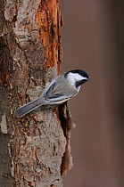 Black-capped Chickadee (Poecile atricapillus) clinging to a tree trunk. Tompkins County, New York, USA, February.