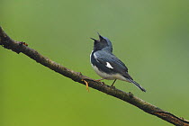 Black-throated Blue Warber (Dendroica caerulescens) male in breeding plumage, singing. Tompkins County, New York, USA, May.