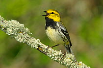 Black-throated Green Warbler (Dendroica virens)  male perched on lichen covered branch, in breeding plumage, singing. Alberta, Canada. June.
