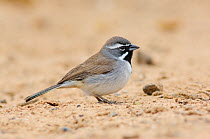 Black-throated Sparrow (Amphispiza bilineata bilineata) on sandy ground, Hidalgo County, Texas, USA, March.