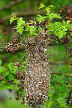 Bushtit (Psaltriparus minimus) male leaving its nest with an egg shell fragment. King County, Washington, USA, May.