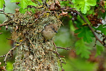 Bushtit (Psaltriparus minimus) female leaving her nest. King County, Washington, USA, May.