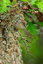 Bushtit (Psaltriparus minimus) female leaving her nest. King County, Washington, USA, May.