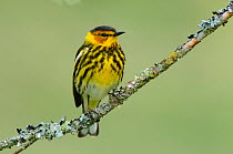 Cape May Warbler (Dendroica tigrina) male perched on branch, in breeding plumage. Alberta, Canada. June.