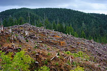 Clearing / timber removal  in the Olympic National Forest, Washington, USA, March 2010