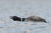 Common Loon (Gavia immer) male on water, in breeding plumage giving yodel call. The yodel call is a complex territorial vocalization only given by males and is individual specific. Island County, Wash...