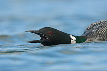 Common Loon (Gavia immer) head portrait of male on water, in breeding plumage giving yodel call. The yodel call is a complex territorial vocalization only given by males and is individual specific. Is...