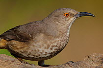 Curve-billed Thrasher (Toxostoma curvirostre curvirostre) portrait, this subspeices has conspicuous breast spotting compared to Western birds. Hidalgo County, Texas, USA March.