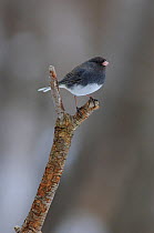 Dark-eyed Junco (Junco hyemalis) of the slate-colored form. Perched on branch, Tompkins County, New York, USA, February.