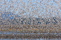 Large flock of Dunlin (Calidris alpina) arriving to roost in a shallow pond on the Skagit Delta in winter. Skagit County, Washington, USA, December.