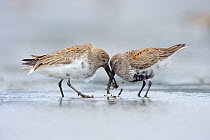 Two adult Dunlin (Calidris alpina) moulting into breeding (alternate) plumage, competing for a prey item during spring migration. Gray's Harbor County, Washington, USA, April.