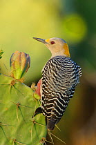 Golden-fronted Woodpecker (Melanerpes aurifrons) portrait of female (subspecies M. a. aurifrons) perched on Cacti,  Starr County, Texas, USA, March.