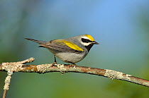 Golden-winged Warbler (Vermivora chrysoptera) male, perched on branch, St. Lawrence County, New York, USA, May.