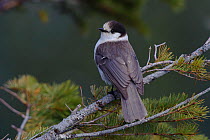 Gray Jay (Perisoreus canadensis) perched on Pine branch. This is the Pacific subspecies P. c. obscurus, and the shafts of dorsal feathers are distinctly white. Pierce County, Washington, USA May