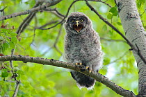 Great Grey Owl (Strix nebulosa) juvenile perched in Poplar tree, emitting begging vocalization. Young great grays utter this call steadily throughout the day and night to solicit their parents to feed...