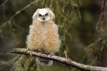 Great Horned Owl (Bubo virginianus) fledgling  chick, perched on branch, Cold Lake Provincial Park, Alberta, Canada. May.