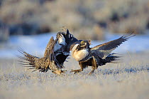 Two Greater Sage-Grouse (Centrocercus urophasianus) males fighting on a lek. Freemont County, Wyoming, USA, March.