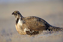 Greater Sage-Grouse (Centrocercus urophasianus)portrait of male on a lek. Freemont County, Wyoming, USA, March.