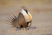 Greater Sage-Grouse (Centrocercus urophasianus) male displaying on a lek. Freemont County, Wyoming, USA, March.