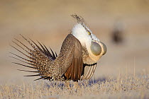 Greater Sage-Grouse (Centrocercus urophasianus) male displaying on a lek. Freemont County, Wyoming, USA, March.
