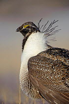 Greater Sage-Grouse (Centrocercus urophasianus) head portrait of male displaying on a lek. Freemont County, Wyoming, USA, March.