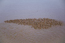 Flock of White Fronted Geese (Anser albifrons) in molt, on water, Teshekpuk Lake, Alaska, USA, July.