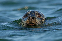Harbour / Common Seal (Phoca vitulina) head portrait, spy-hopping. Island County, Washington, USA, April.