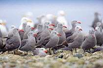 Flock of Heermann's Gulls (Larus heermanni) standing on intertidal rocks. Jefferson County, Washington, USA, August.