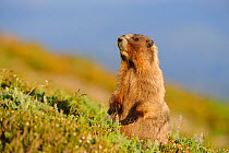 Hoary Marmot (Marmota caligata) portrait sitting in heather, Mount Rainier National Park, Washington, USA, August.