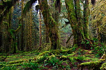 Bigleaf maple trees  (Acer macropyllum) covered in moss, in the Hoh Rainforest. Olympic National Park, Washington, USA, March 2010.