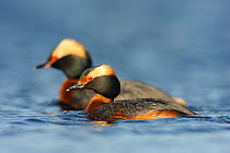 Pair of Horned Grebes (Podiceps auritus)  in breeding plumage, on water, Southeast Alberta, Canada. May.