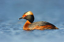 Horned Grebe (Podiceps auritus) in breeding plumage, on water, Southeast Alberta, Canada. May.