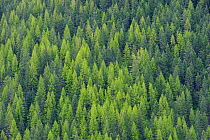 Aerial view of  Larch (Larix sp.) and Fir forest. Kootenay Pass, British Columbia, USA, May 2010