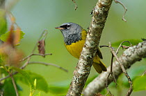 MacGillivray's Warbler (Geothlypis tolmiei) perched on a branch, Pend Oreille County, Washington, USA, May.