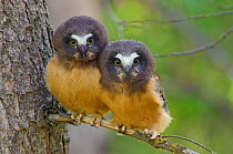 Two Northern Saw-whet Owls (Aegolius acadicus) fledgling chicks, that have recently left the safety of their nest cavity. Alberta, Canada. June.