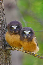 Two Northern Saw-whet Owls (Aegolius acadicus) fledgling chicks, that have recently left the safety of their nest cavity. Alberta, Canada. June.