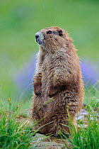 Adult Olympic Marmot (Marmota olympus). More than 90 percent of this species population lives within the boundaries of Washington's Olympic National Park, USA,
