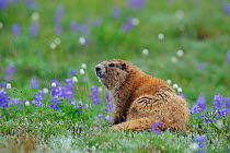Adult Olympic Marmot (Marmota olympus) sitting amongst Lupin flowers. More than 90 percent of this species population lives within the boundaries of Washington's Olympic National Park, USA,