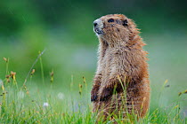 Adult Olympic Marmot (Marmota olympus) portrait,  sitting upright, More than 90 percent of this species population lives within the boundaries of Washington's Olympic National Park, USA,