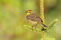 Palm Warbler (Dendroica palmarum) male perched on pine, in breeding plumage (western subspecies D. p. palmarum) Alberta, Canada. May.