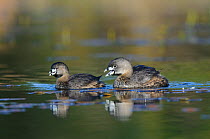 Pair of Pied-billed Grebes (Podilymbus podiceps) in breeding plumage. Birds are performing the "greeting duet" vocalization. Notice the much smaller size of the female. King County, Washington, USA, A...