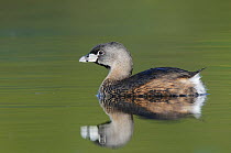 Adult Pied-billed Grebe (Podilymbus podiceps) on water, with reflections, in breeding plumage. King County, Washington, USA, April.